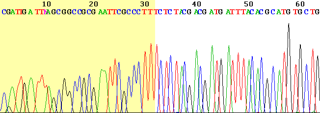 DNA Sequencing