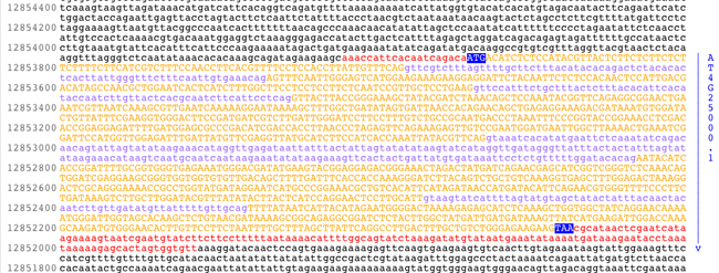 Gene Sequence