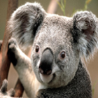 Topcoder profile picture for @sparkles
